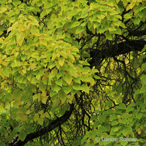 Trompetenbaum Catalpa bignonioides