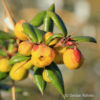 Berberitze Berberis frikartii (x) 'Telstar'