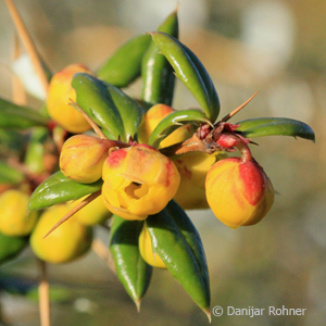 Berberitze Berberis frikartii (x) 'Telstar'