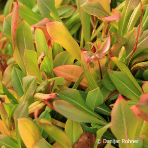 Schneckenknöterich Persicaria affinis 'Superba'