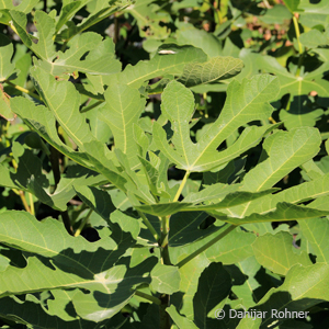 Feigenbaum Ficus carica