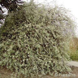 Weidenblättrige Birne Pyrus salicifolia 'Pendula' 5 Weidenblättrige Birne Pyrus salicifolia 'Pendula'