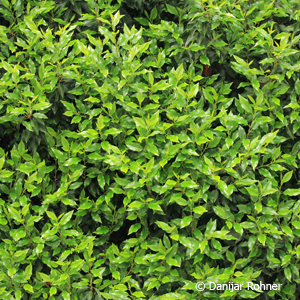 Portugiesischer Kirschlorbeer Prunus lusitanica 'Angustifolia'