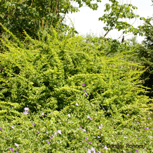 Berberitze Berberis thunbergii