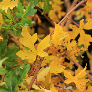 Feldahorn Acer campestre 7 Feldahorn Acer campestre