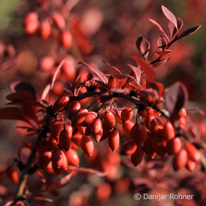 Berberitze Berberis thunbergii 'Atropurpurea'