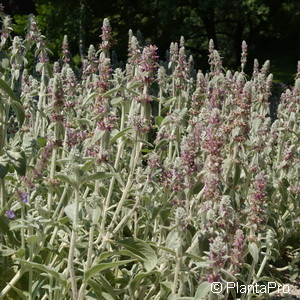 Wolliger Ziest Stachys byzantina 'Silver Carpet'
