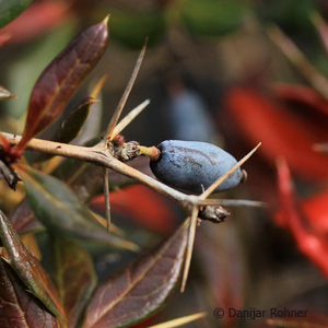 Berberitze Berberis frikartii (x) 'Amstelveen'