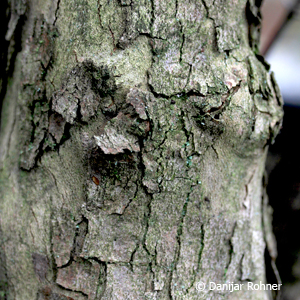 Kornelkirsche, Tierlibaum Cornus mas