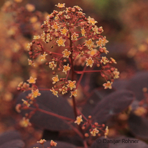 Perückenstrauch Cotinus coggygria 'Royal Purple' 1 Perückenstrauch Cotinus coggygria 'Royal Purple'