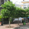 Kugel-Platane Platanus acerifolia 'Alphens Globe'