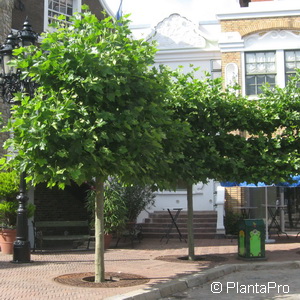 Kugel-Platane Platanus acerifolia 'Alphens Globe'