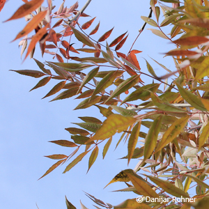 Schmalblättrige Esche Fraxinus angustifolia 'Raywood'