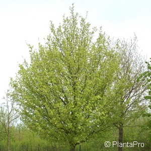 Feldahorn Acer campestre 'Elsrijk'
