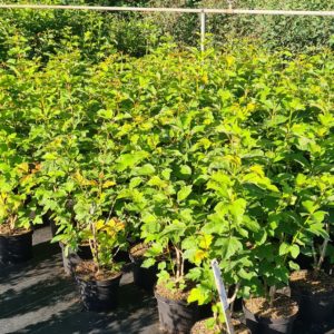 Wildsträucher in Sorten einheimische Gehölze