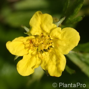 Golderdbeere Waldsteinia geoides