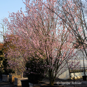 Kirschpflaume Prunus cerasifera 'Woodii' 4 Kirschpflaume Prunus cerasifera 'Woodii'
