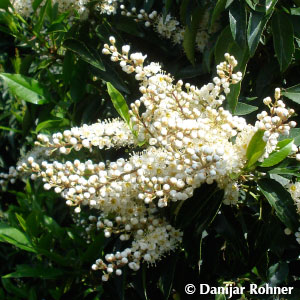 Portugiesischer Kirschlorbeer Prunus lusitanica 'Angustifolia' 6 Portugiesischer Kirschlorbeer Prunus lusitanica 'Angustifolia'