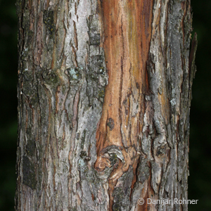 Rotdorn Crataegus laevigata 'Paul's Scarlet' 3 Rotdorn Crataegus laevigata 'Paul's Scarlet'