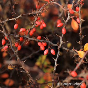 Berberitze Berberis thunbergii 3 Berberitze Berberis thunbergii