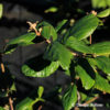 Schneeball Viburnum burkwoodii (x)