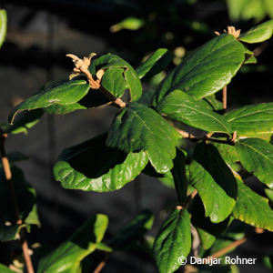 Schneeball Viburnum burkwoodii (x)