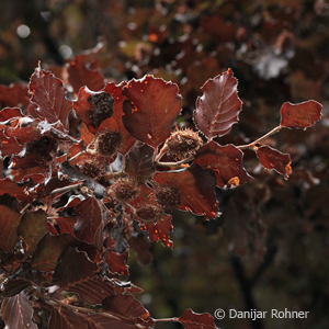 Blutbuche Fagus sylvatica 'Atropunicea'