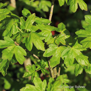 Feldahorn Acer campestre 5 Feldahorn Acer campestre