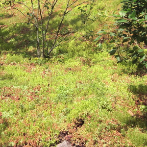 Rollmatten Sedum 4 Rollmatten Sedum