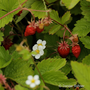 Wald-Erdbeere Fragaria vesca 3 Wald-Erdbeere Fragaria vesca