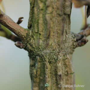 Feldahorn Acer campestre 6 Feldahorn Acer campestre