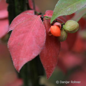 Spindelstrauch Euonymus alatus