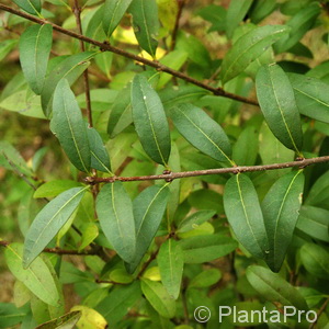 Gemeiner Liguster Ligustrum vulgare 'Atrovirens' 4 Gemeiner Liguster Ligustrum vulgare 'Atrovirens'