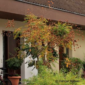 Blasenbaum Koelreuteria paniculata 4 Blasenbaum Koelreuteria paniculata