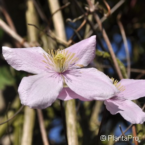 Waldrebe, Clematis Clematis montana 'Superba'