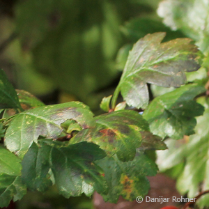 Weissdorn Crataegus laevigata 4 Weissdorn Crataegus laevigata