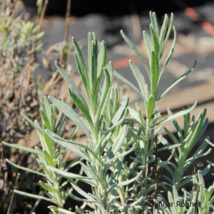 Lavendel Lavandula angustifolia 'Hidcote'