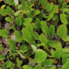 Silberwurz Dryas suendermannii (x)