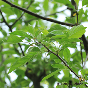Zierapfel Malus 'John Downie'