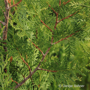 Thuja, Lebensbaum Thuja occidentalis 'Brabant' 3 Thuja, Lebensbaum Thuja occidentalis 'Brabant'
