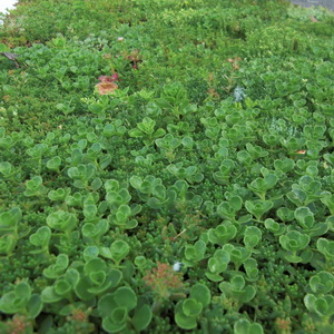 Rollmatten Sedum Mixmatten Typ T 5 Rollmatten Sedum Mixmatten Typ T