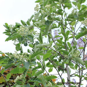 Schwedische Eberesche Sorbus intermedia 3 Schwedische Eberesche Sorbus intermedia