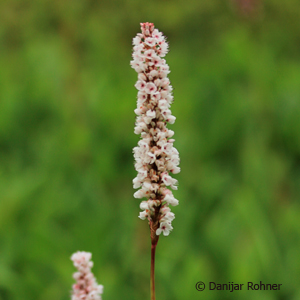 Schneckenknöterich Persicaria affinis 'Superba'