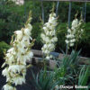 Palmlilie Yucca filamentosa