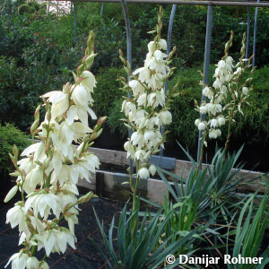 Palmlilie Yucca filamentosa