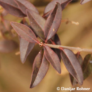 Gemeiner Liguster Ligustrum vulgare 'Atrovirens'