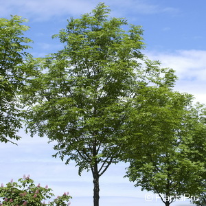 Gemeine Esche Fraxinus excelsior 'Westhof's Glorie'