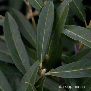 Kirschlorbeer Prunus laurocerasus 'Zabeliana'