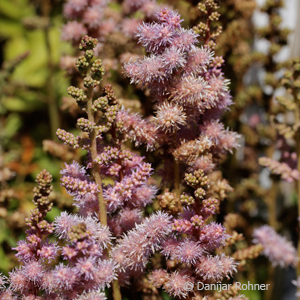 Prachtspiere Astilbe chinensis var. pumila