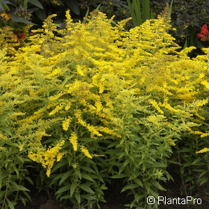 Goldrute Solidago 'Golden Mosa' 1 Goldrute Solidago 'Golden Mosa'